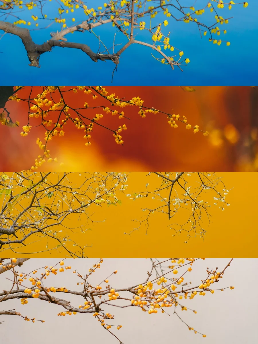 1月来苏州，用中式美学配色解锁园林腊梅