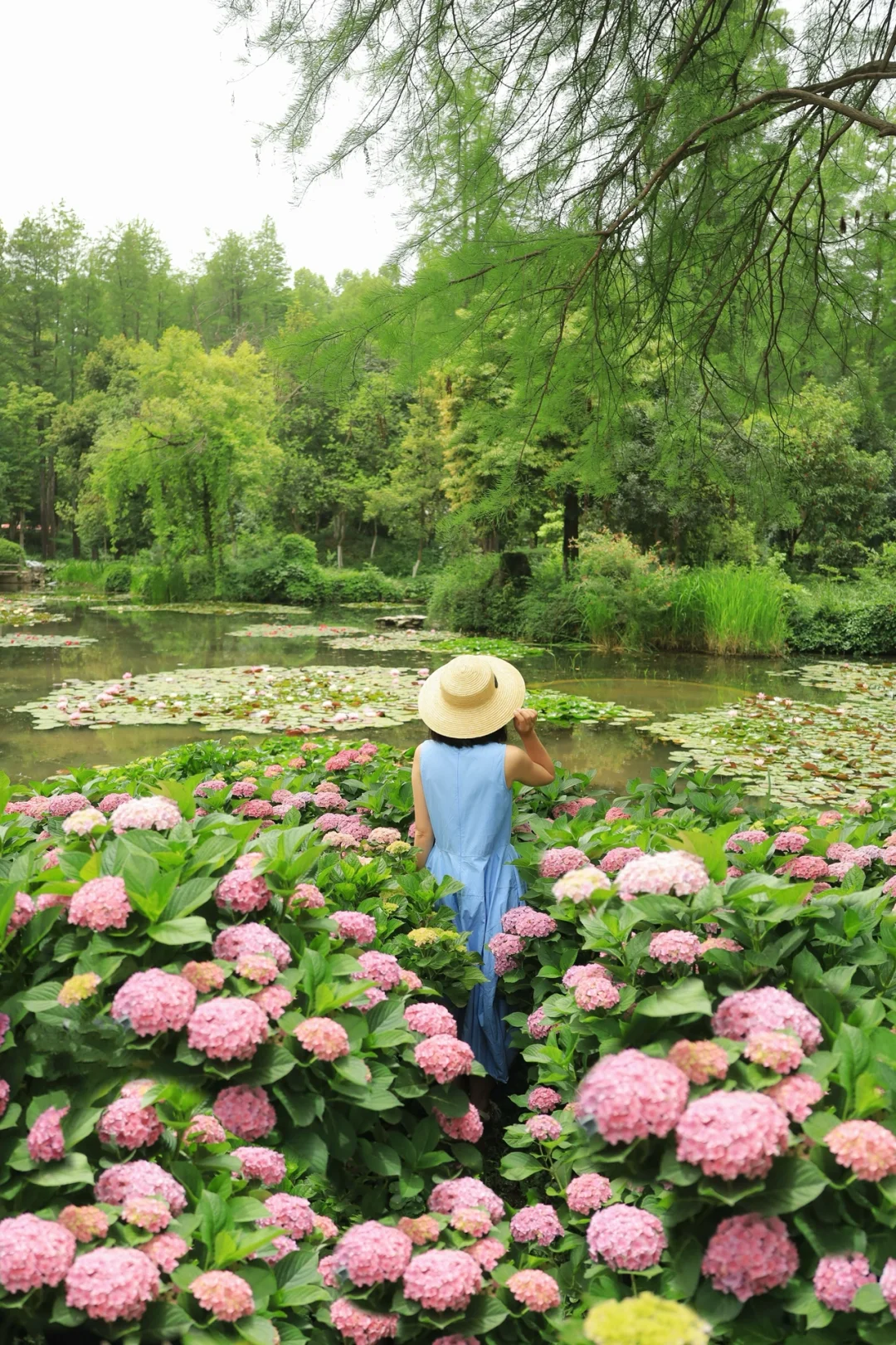 武汉无尽夏绣球花海即将开爆❗️闯入莫奈花园