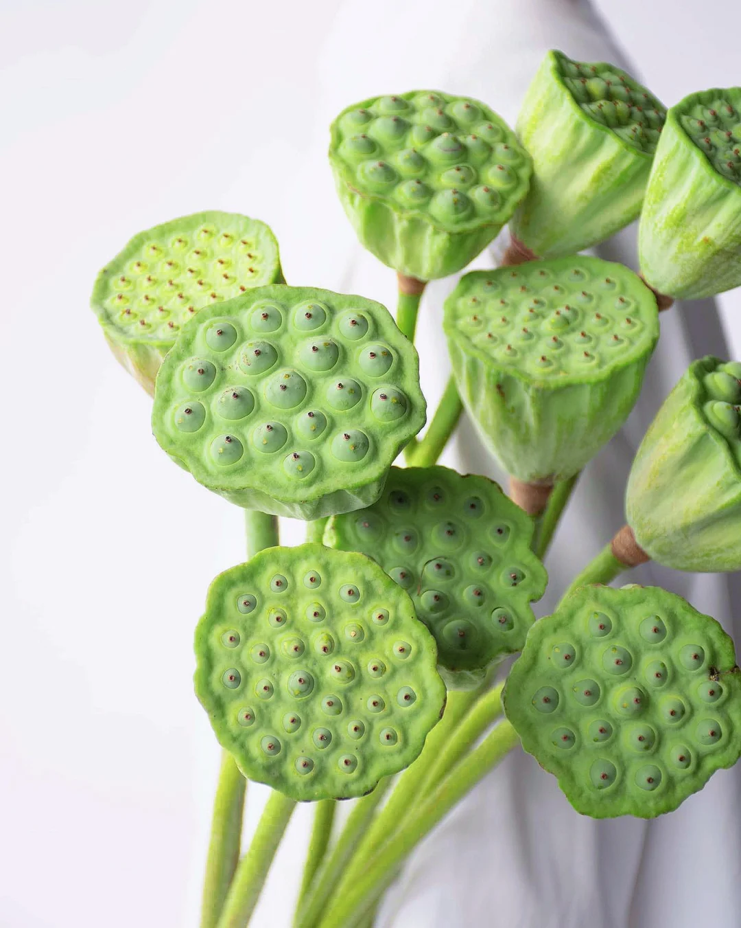 带你每天认识一种花材116｜莲蓬