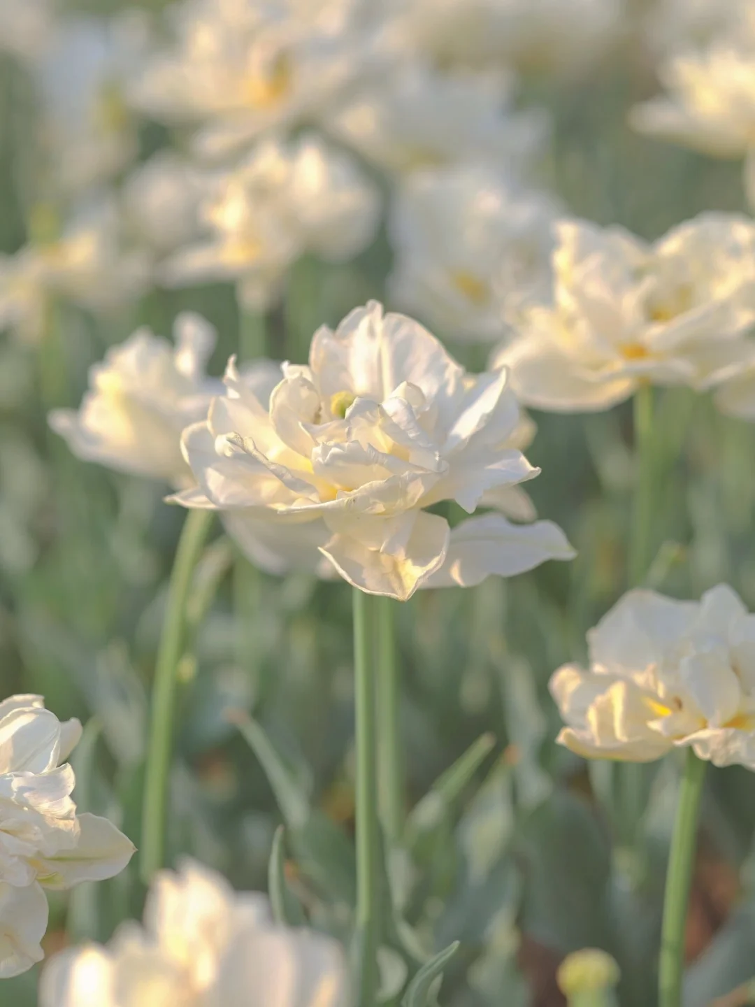 手机调色/会发光的珠光郁金香，美爆了❗️