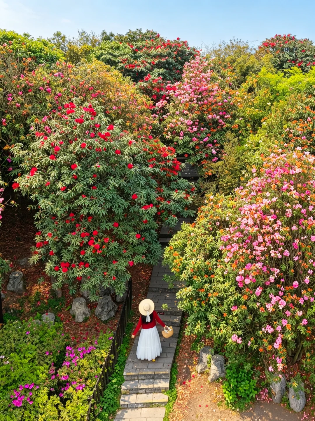 贵州刚回来‼️百里杜鹃花海太震撼了