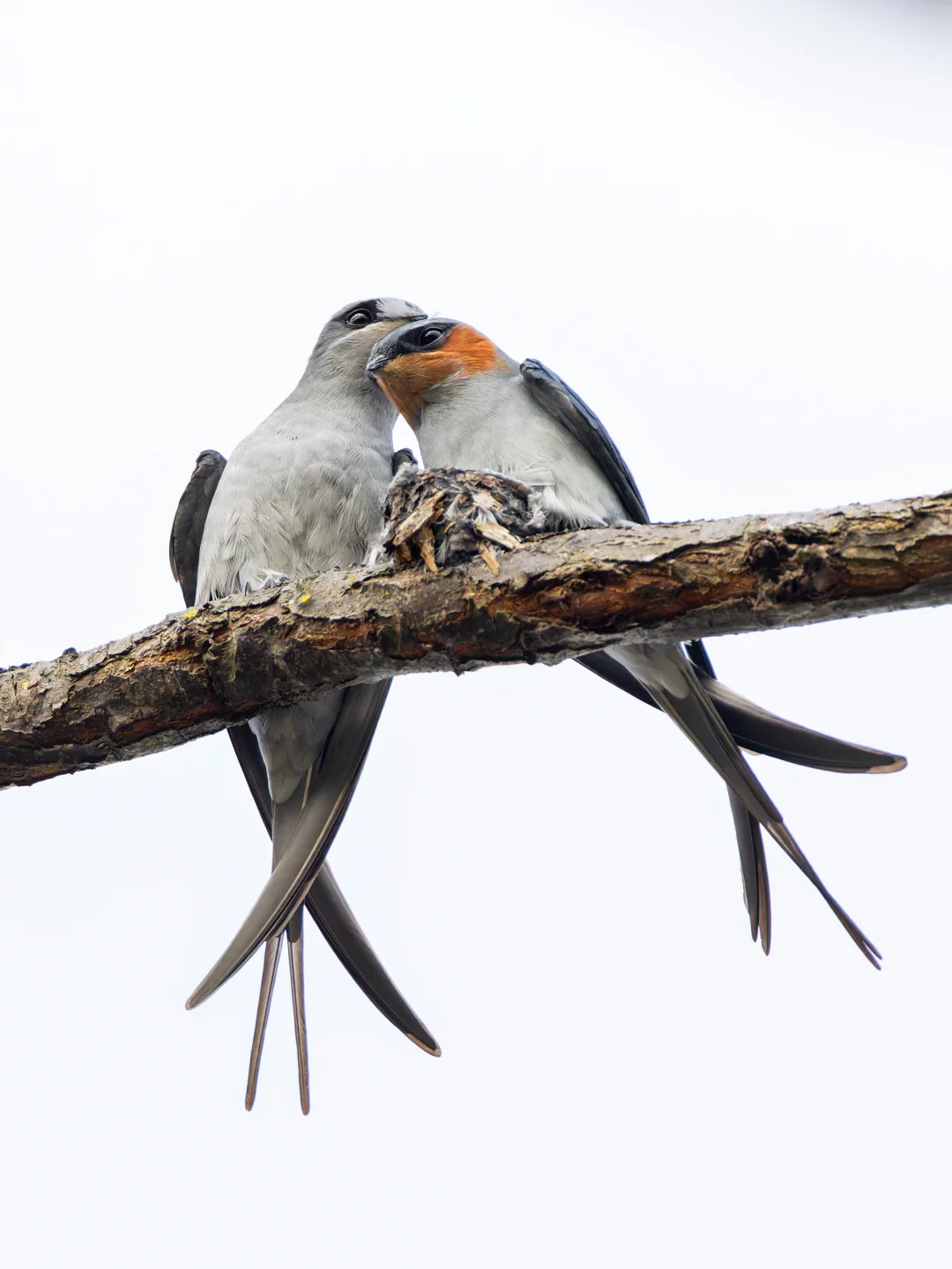 小头一歪: 凤头雨燕的超温馨时刻