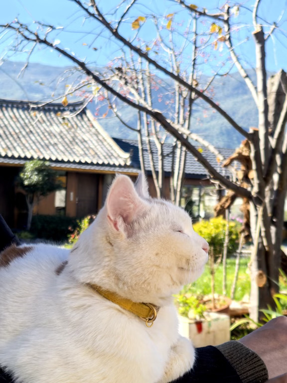 薄肌大水理论是泛理论时期普通人的焦虑，一切都要做背书。
	
最近我一直在反复思考一个论断，可能很多人已经意识到了，消费者已经把实际质量上升到最顶的标准，从最早的西贝，到山姆胖东来这种集约筛选，再到国产新能源真材实料内饰的精细化，老钱风的崛起高度排斥聚酯纤维和“科技面料”，再到年初无数人冲进黄金市场。房产也延伸出更多概念比如外立面选址小区配套第几代这种质量上的内卷。连电商自品牌都在强调材质和工艺，潮牌已死。
	
我忽然发现了，继行压抑理论、苹果论、薄肌理论和大水理论之后又一理论巨作：抽象背书理论。
	
不是人眼光更高了，是在这个下行迷茫的时期，被ai入侵一切的时期，人需要一个“抽象背书”提供一种保质保量的错觉，不管是职业选择还是精神寄托，我们都需要背书，肯德基疯四的实惠我不捡，三体双重联名就割了我，觉得存钱没用就去买好像永远保值的黄金，懒的筛选就直接买精品超市，这也解释了为什么一代年轻人一定要选择稳定的职业，解释了为什么年初会有“山姆签证”这类梗，
	
玩梗的我们本质上都在一直砌墙和...