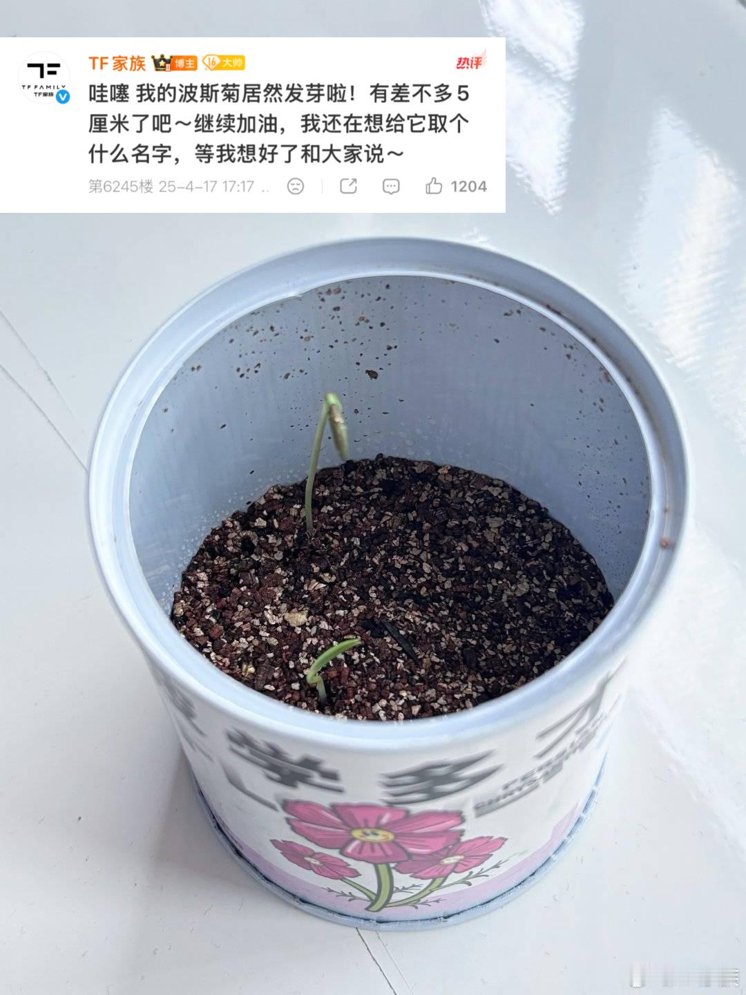 老弟张奕然和波斯猫菊的小故事 
长达一个多月的小分享里除了波斯猫菊长势如何就是思考要怎么给粉丝报备吧！心软软的大然然 ​