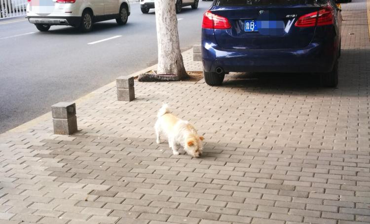 流浪狗又一起! 青岛一流浪狗“翻脸”咬伤67岁老人 城市狗患何时休