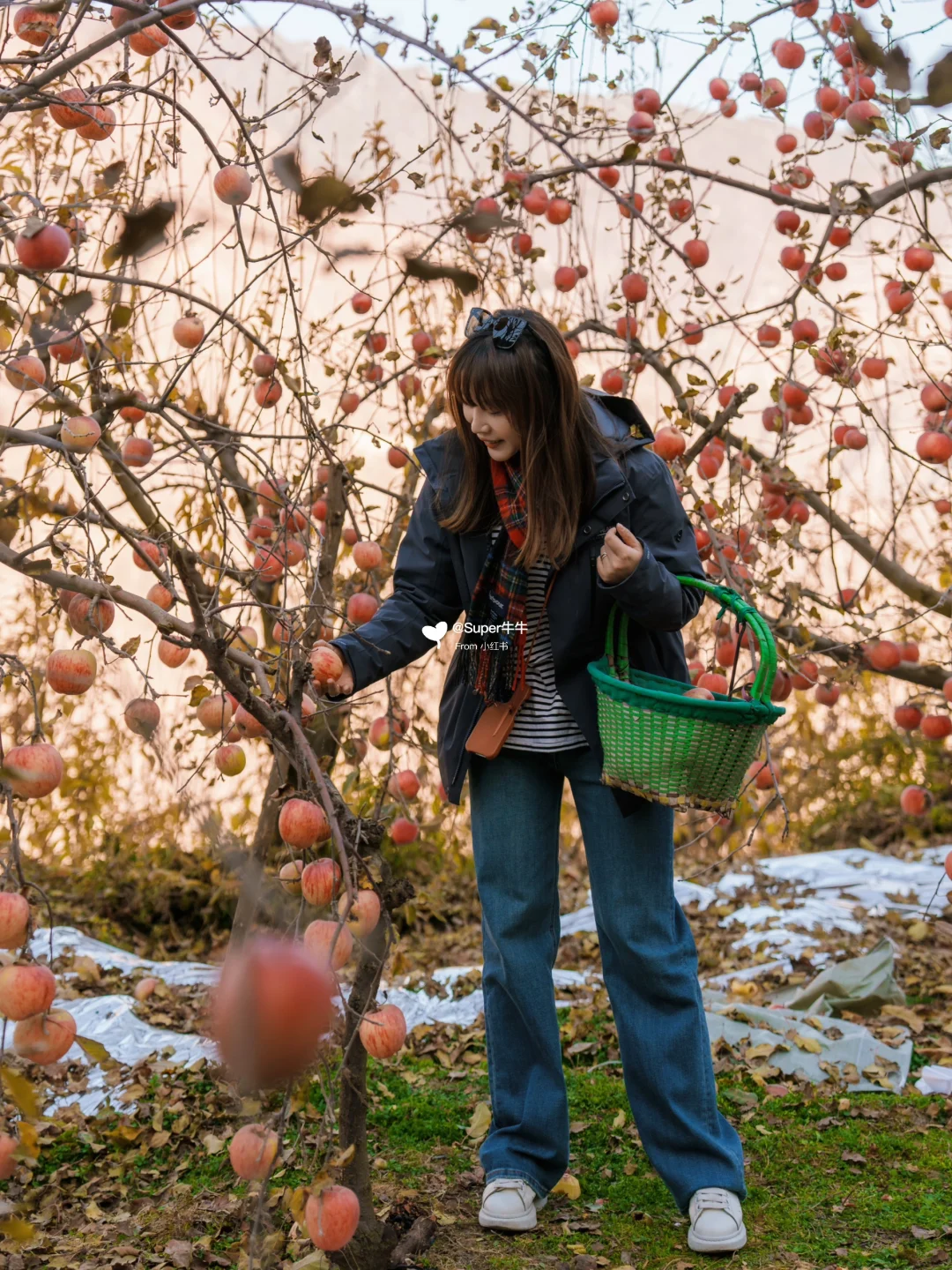 成都周边⛰️采摘糖心苹果🍎当一天快乐果农❗️
