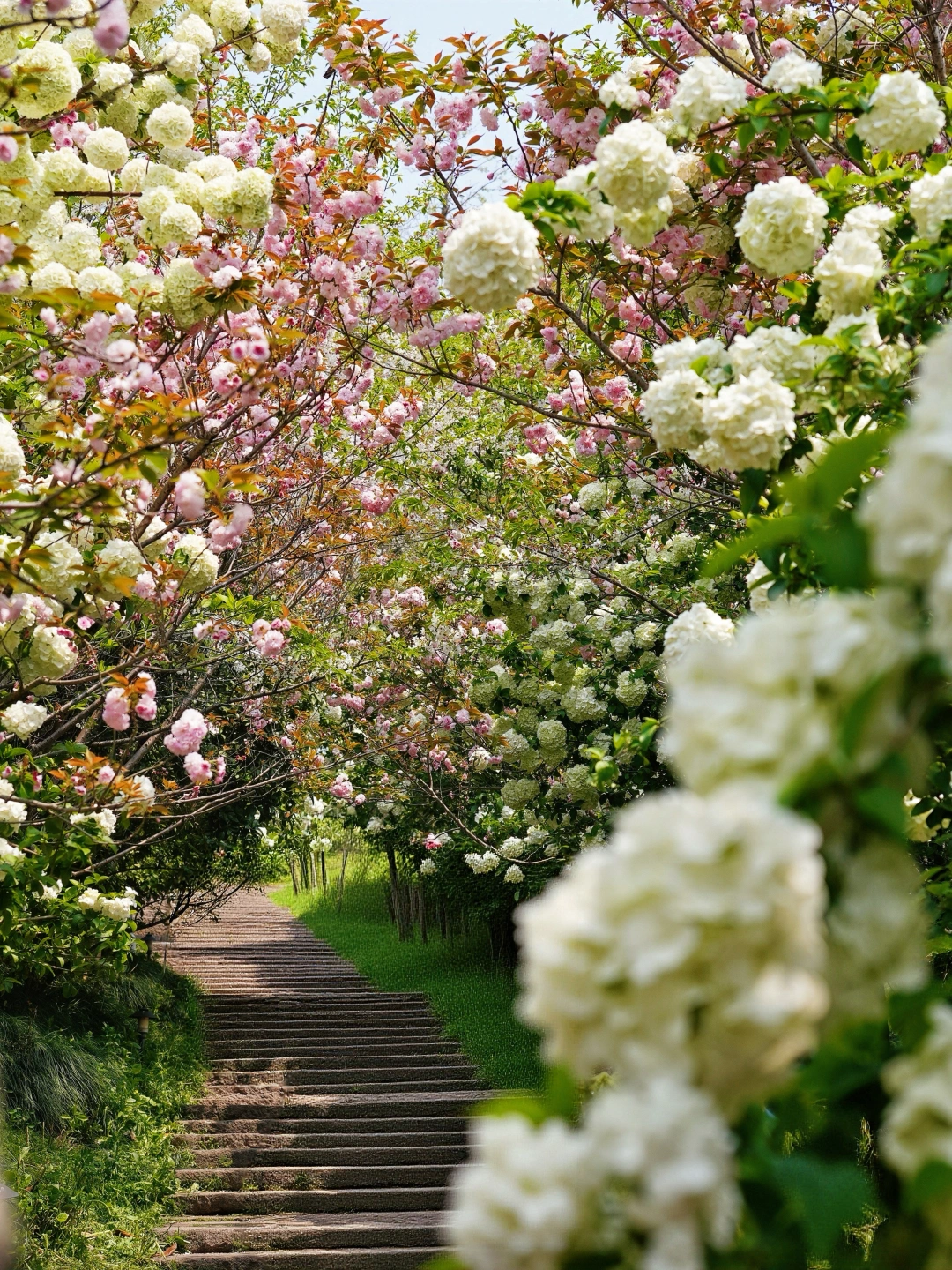 杭州四月湘湖顶流木绣球花回归❗️❗️