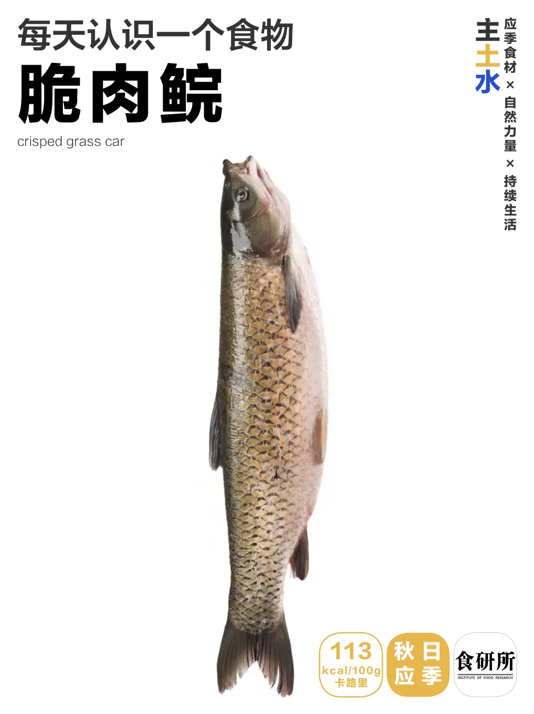 🦈北风起，鲩鱼肥