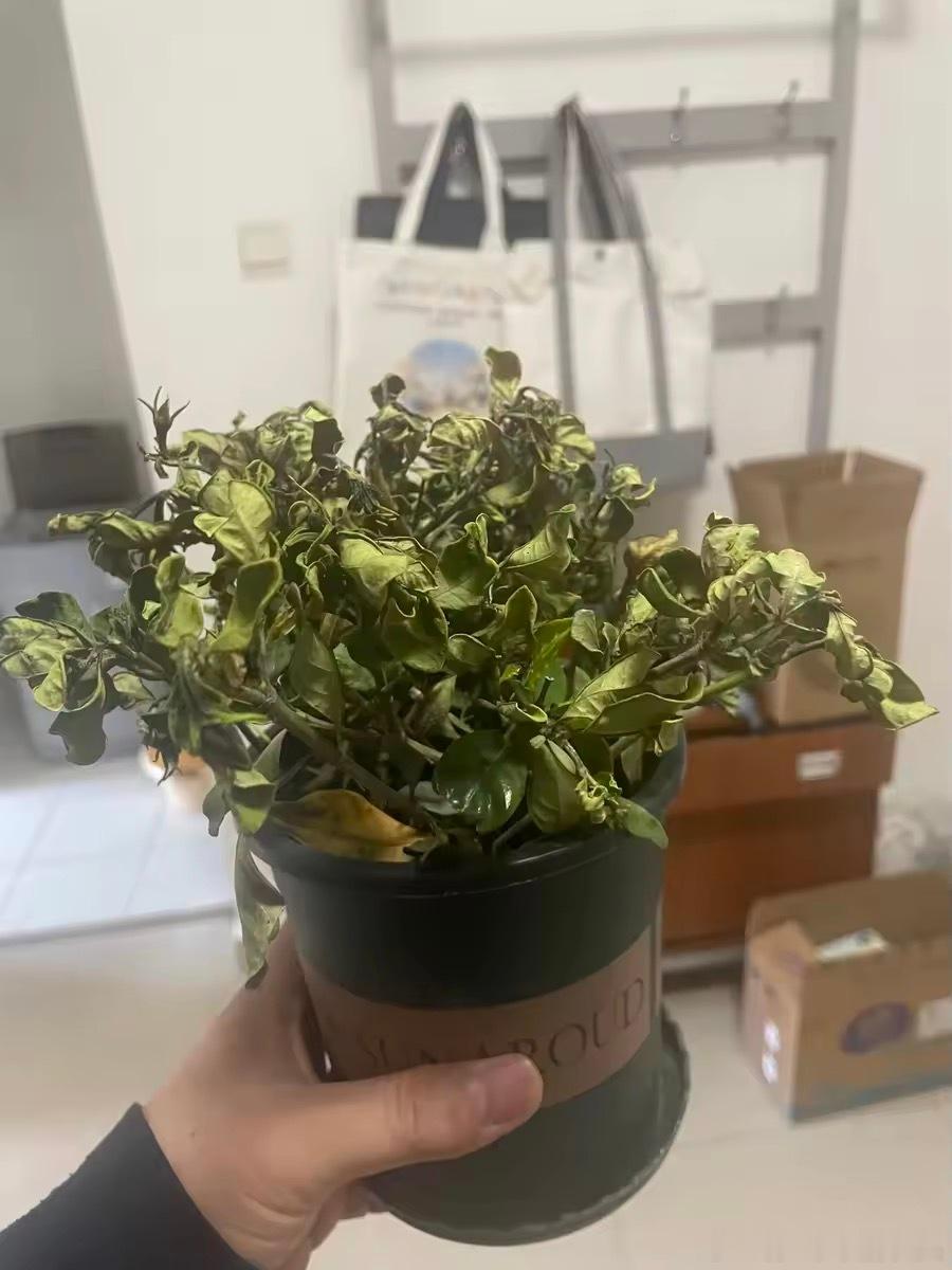 这届打工人被确诊为百草枯，除了自己都能养死，包括仙人掌，这是吸收了公司...