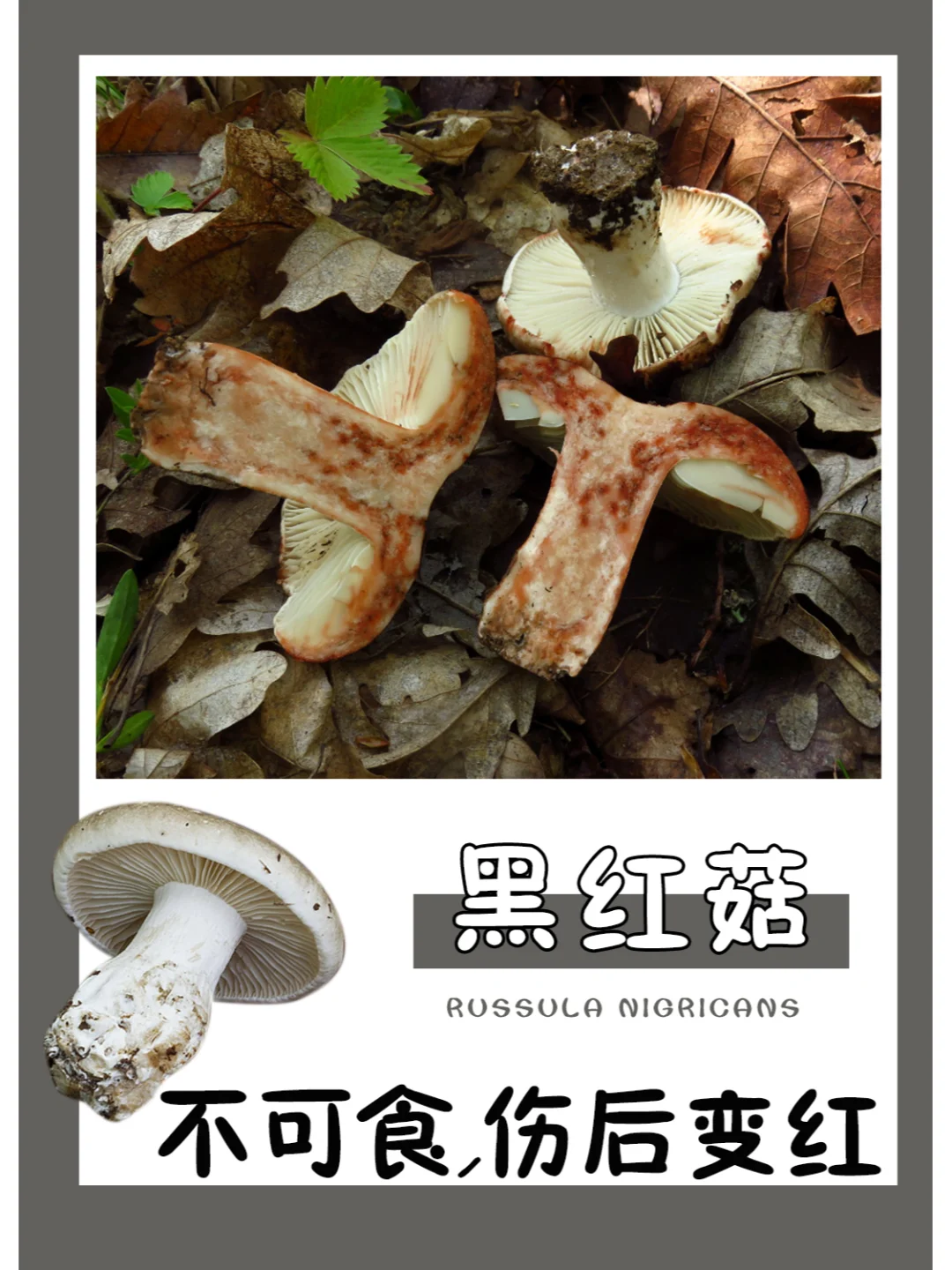 黑红菇，不可食，伤后会变红
