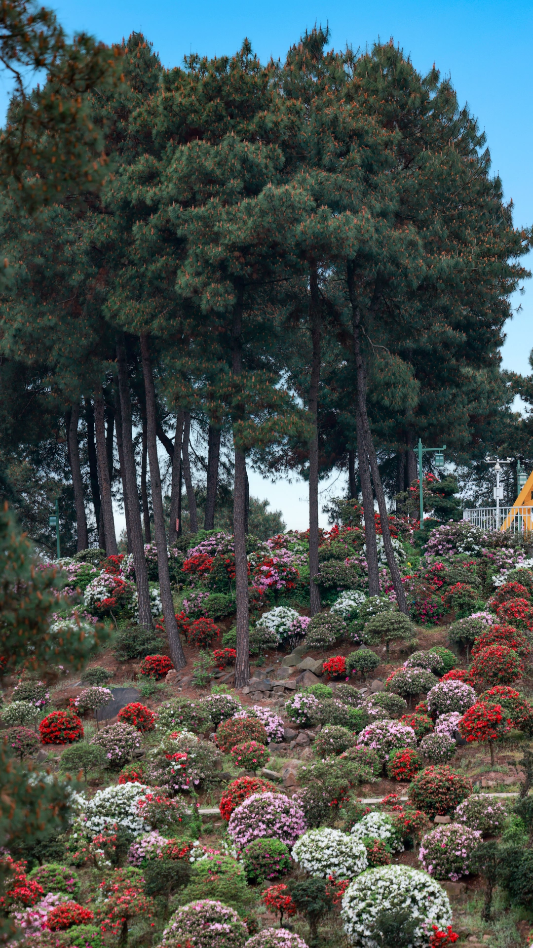 放牛坪那满山遍野的杜鹃花开了，快冲🌈‼️