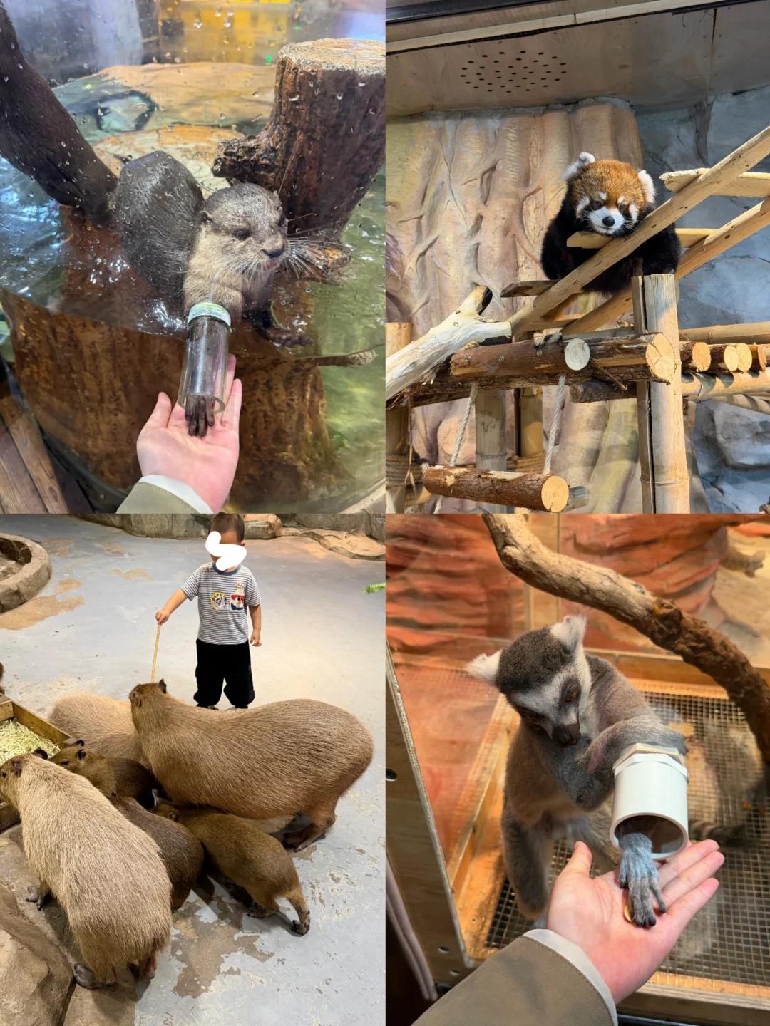 长沙最值的一站！！6000平室内动物园！！