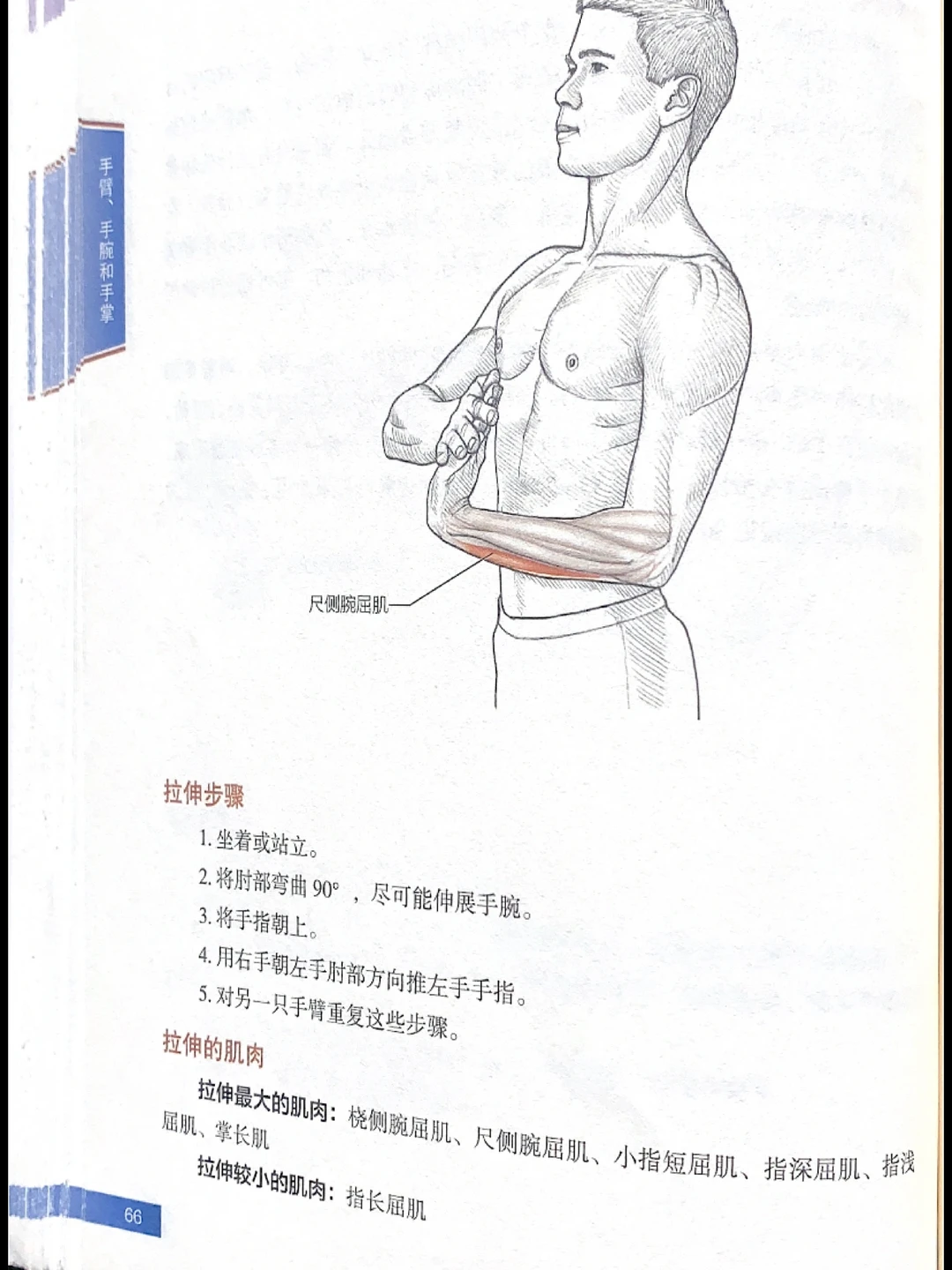 手臂肌肉拉伸｜告别粗手臂｜拉伸运动训练