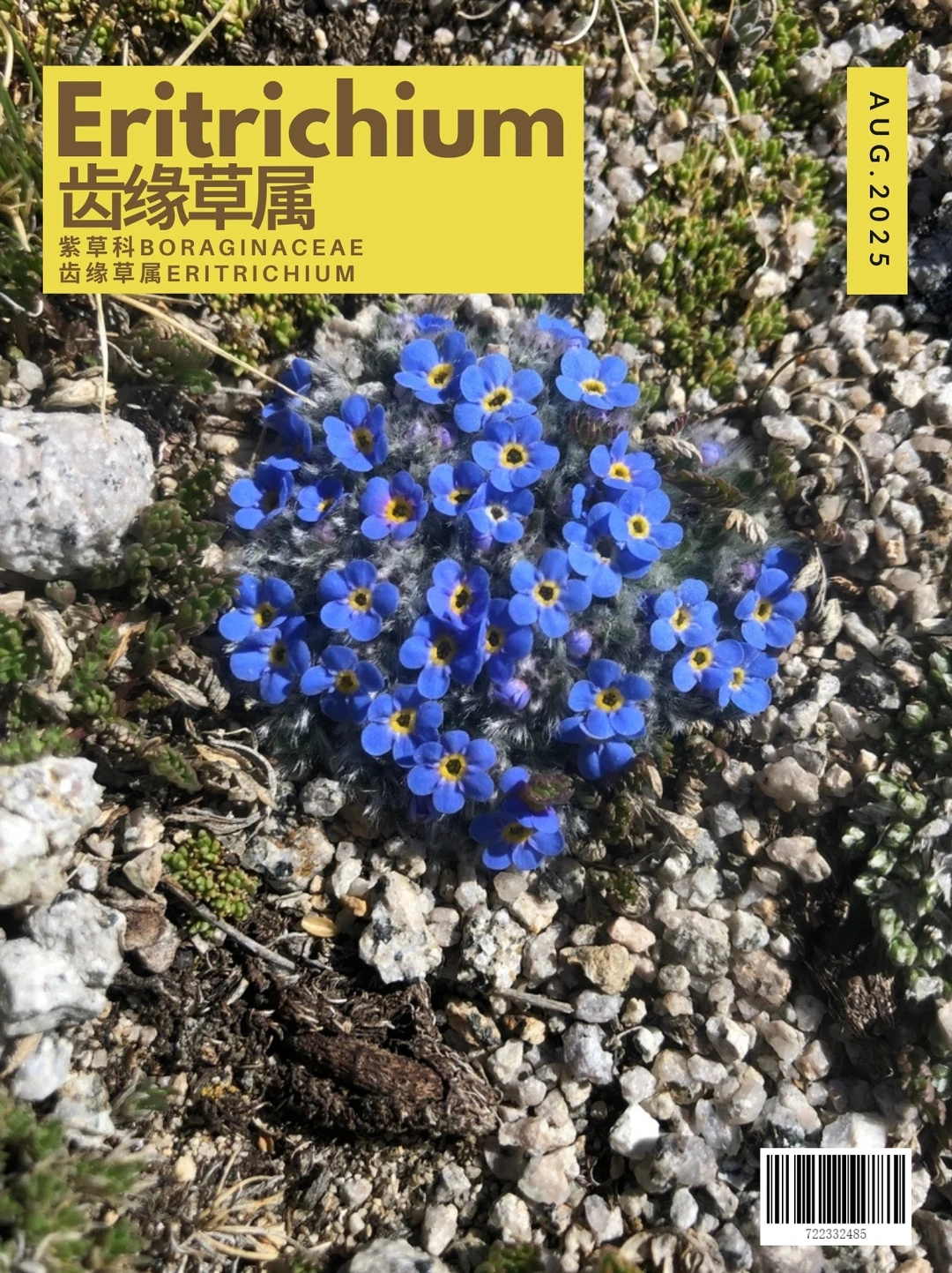 齿缘草属Eritrichium