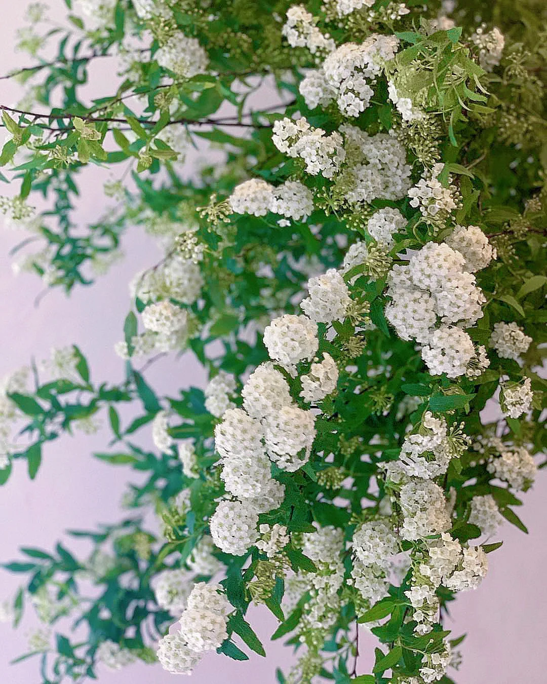 带你每天认识一种花材63｜小手球