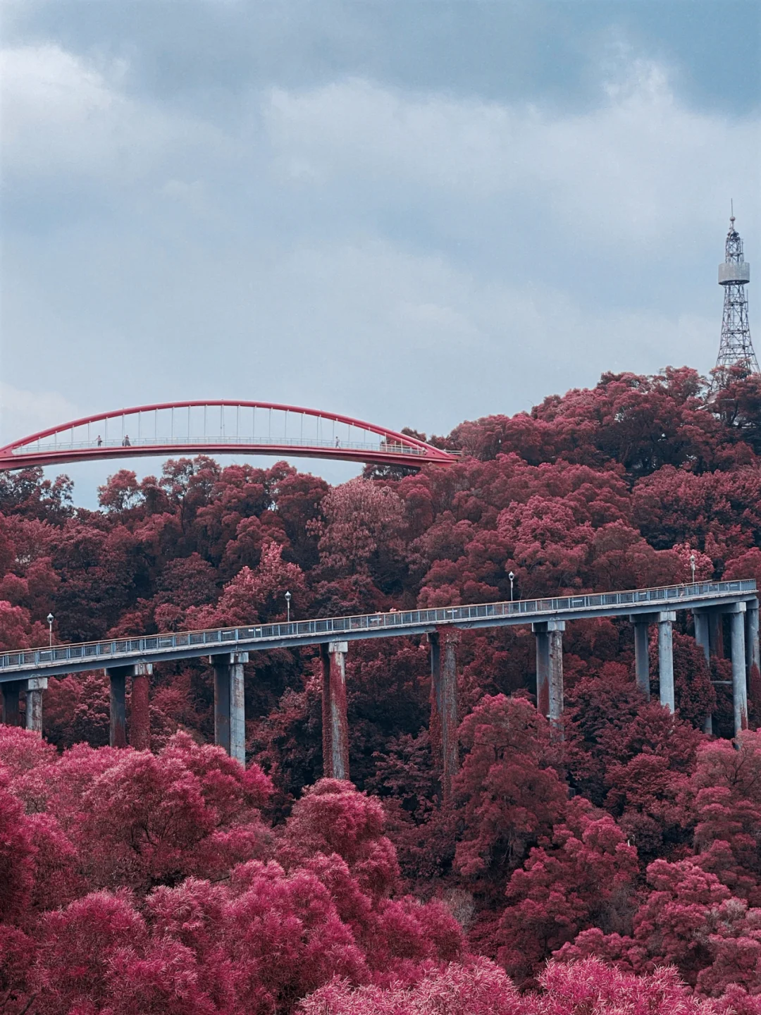 福州周末去哪｜打卡拍照圣地金鸡山公园