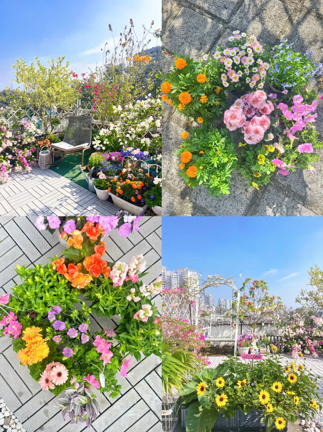 又去花卉市场进货啦！💰100r填满小花园