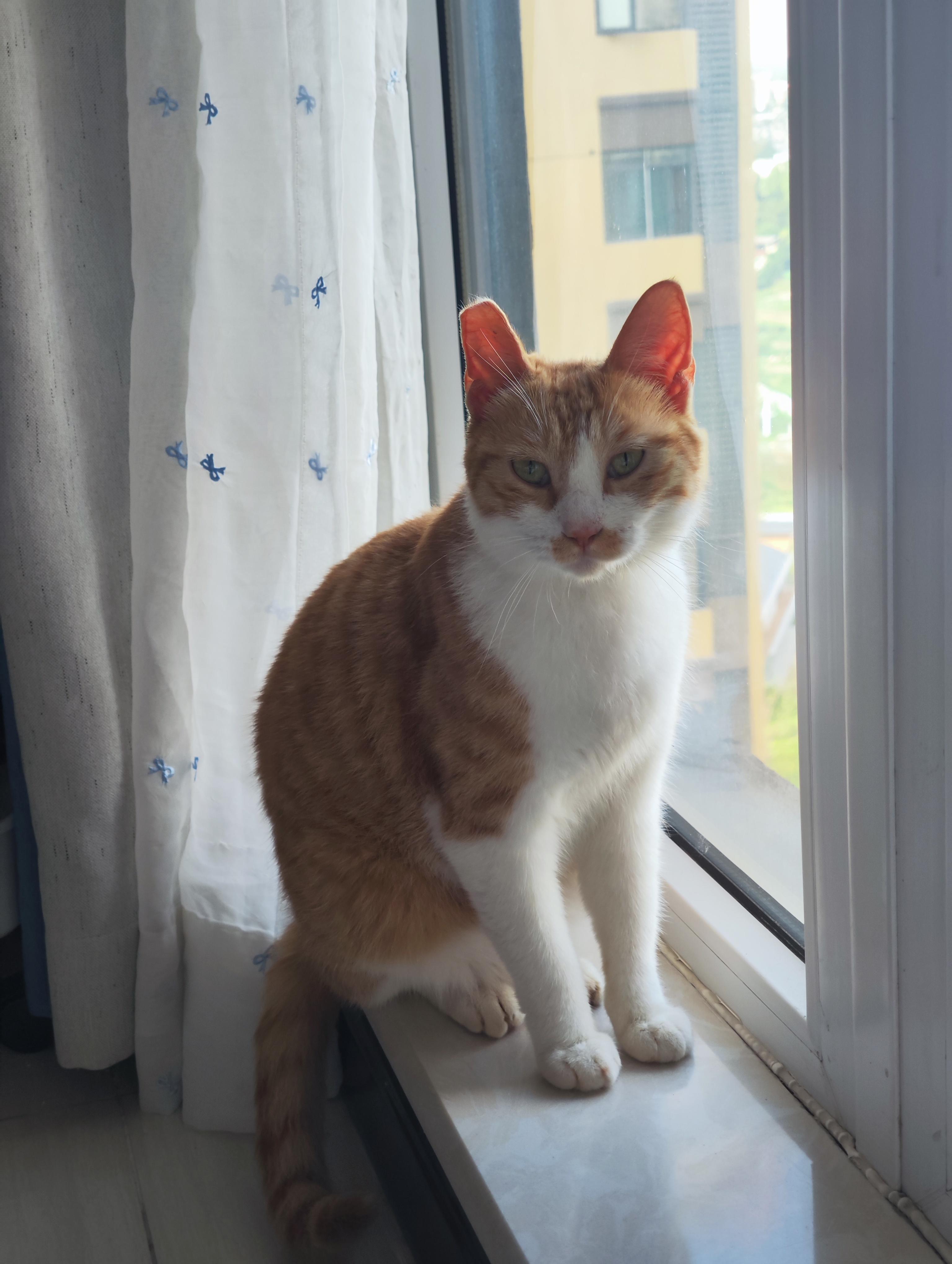 “斑可不只是一只小猫🐱” “斑是我们的家人[抱一抱]” ​​​