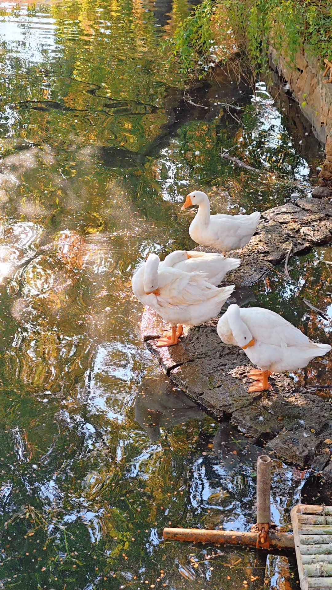 天平山网红‼️必须是这几只大鹅‼️