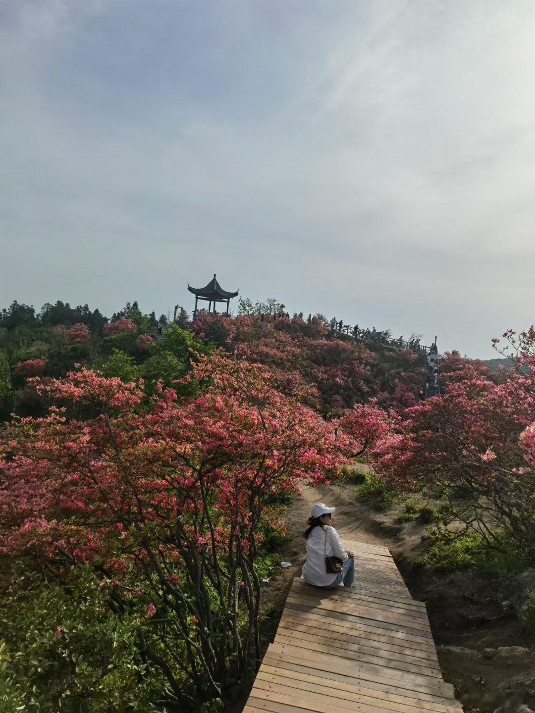 #微博会员成长津贴[超话]##美景如诗#“ 大别山区春意浓，满山杜鹃别样红。游子如潮涌花海，欢歌笑语在太平。”——今年春天著名书画家盛怀杰先生到大别山采风，看到满山红杜鹃和如潮的游人，在太平山上联想到太平盛世，触景生情，即兴发挥作诗一首。现分享给大家欣赏。#‍带着微博去旅行# ​