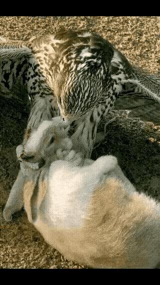 老鹰:兔儿爷，听说您那一招叫做什么兔子蹬鹰的动作很是牛逼？来来来，我让...