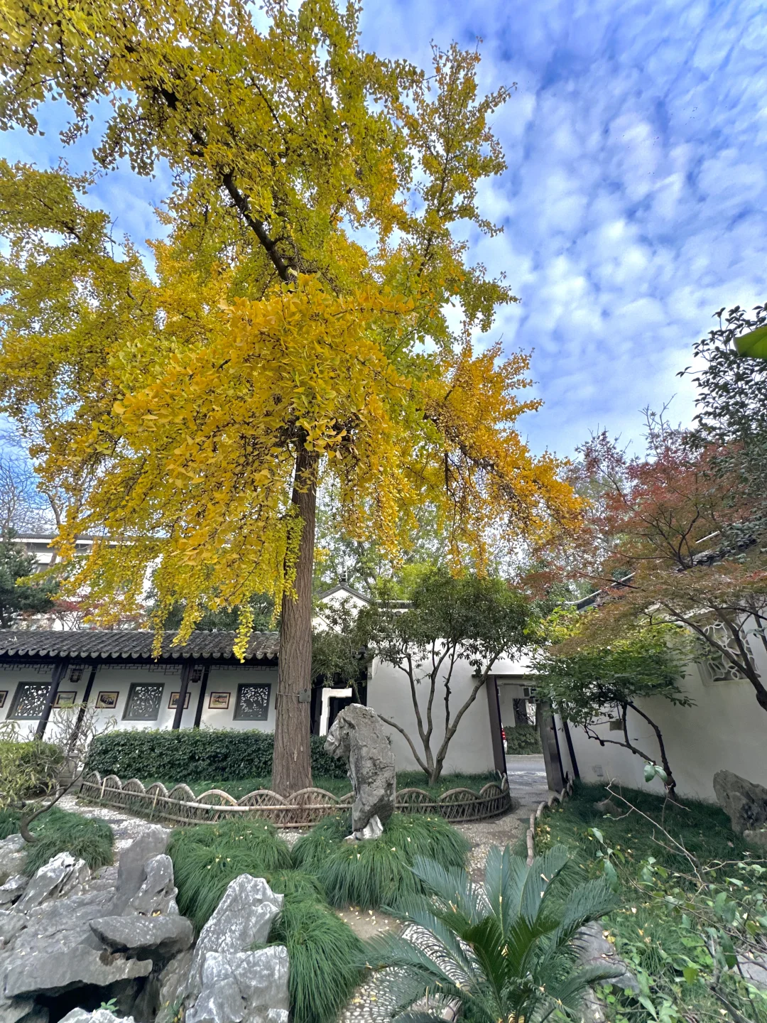 苏州免费园林🍂这棵绝美银杏再不来就晚了！