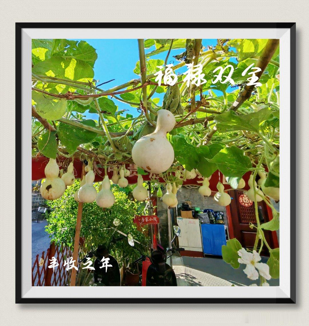 DeepSeek对联：
什刹海畔，青藤漫卷皇城韵
四合院里，白露垂悬福禄图 ​