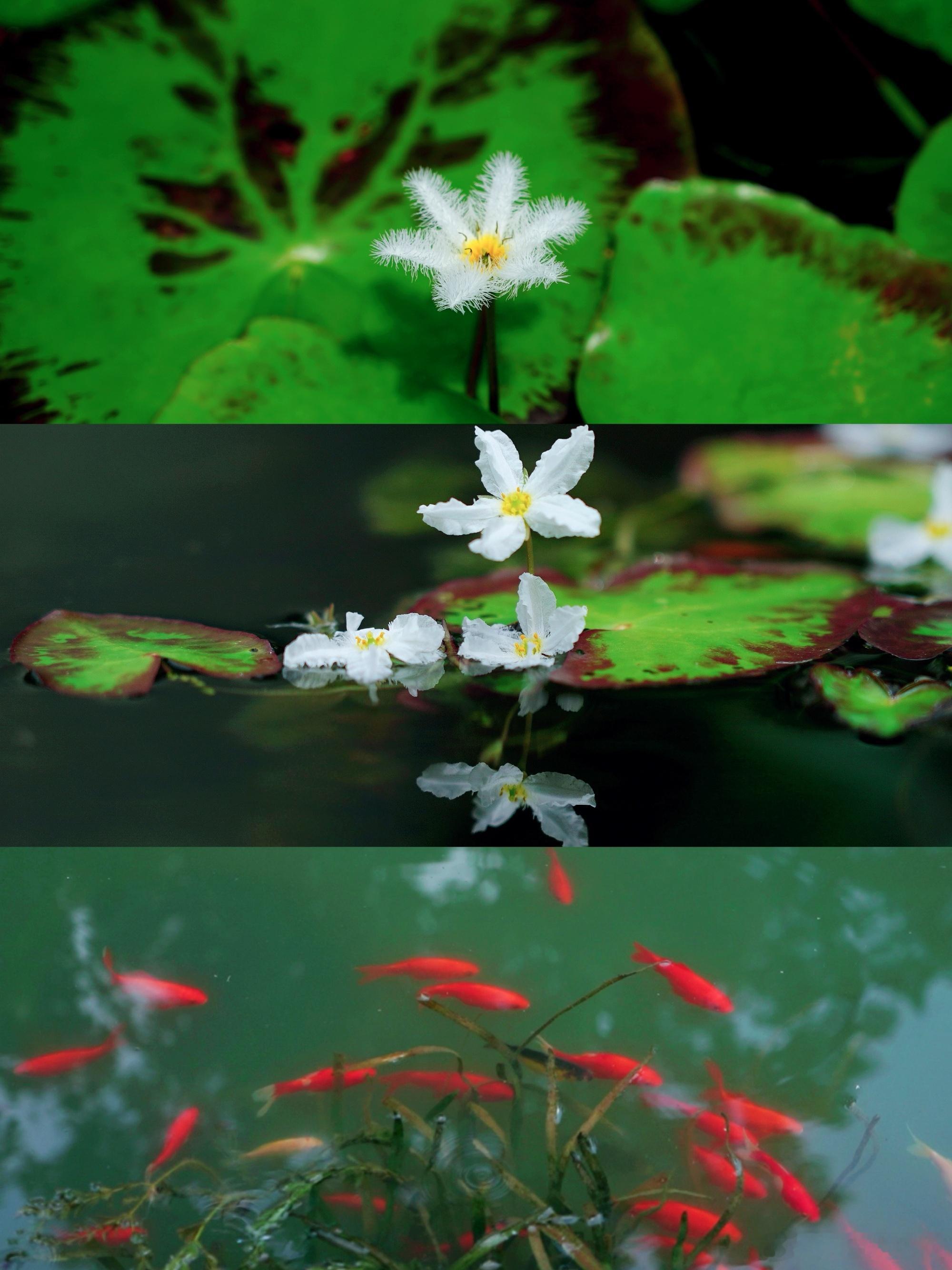 ⛅南京。阴转多云。21～31℃。        早上是阴天，温度还有点...