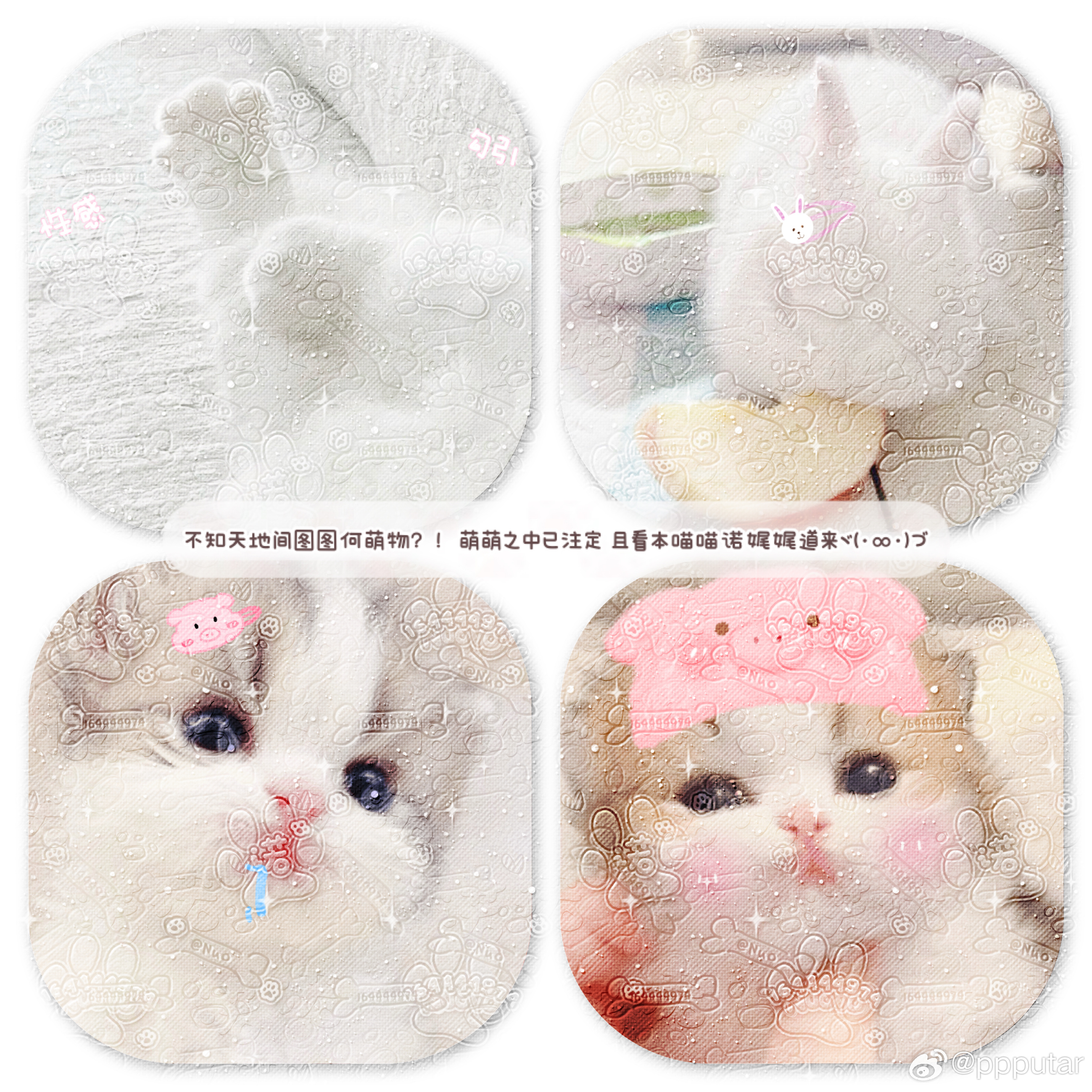 #荣耀茶话会[超话]#  猫咪贴贴头像 2🫘一张 ​