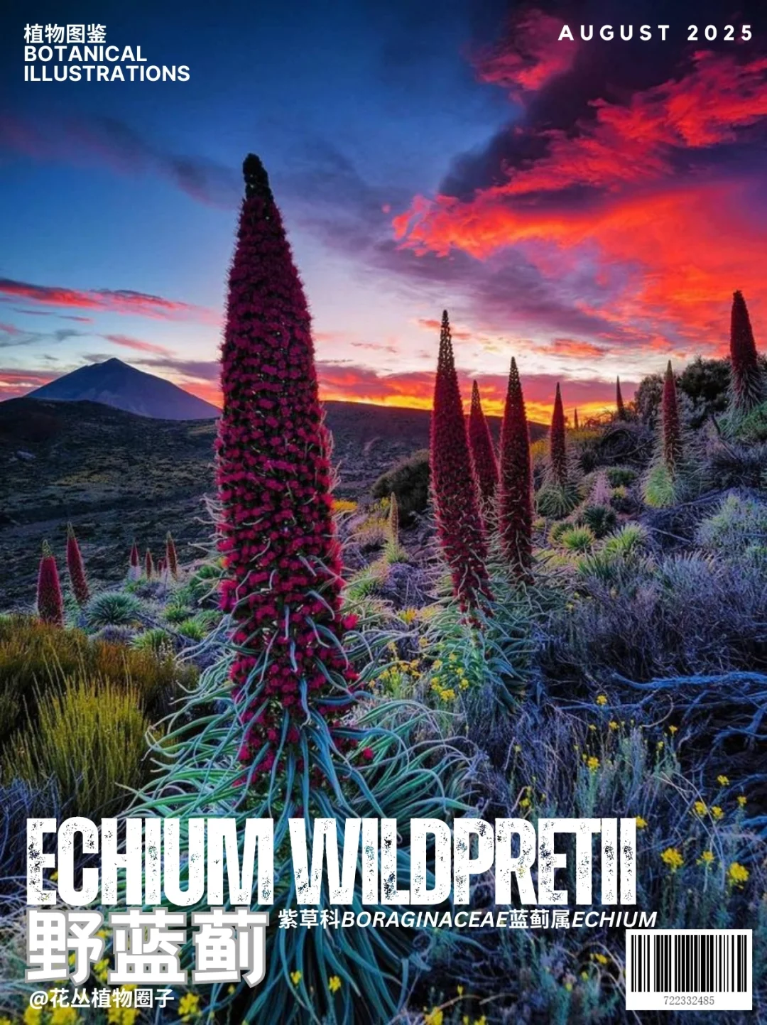 野蓝蓟Echium wildpretii