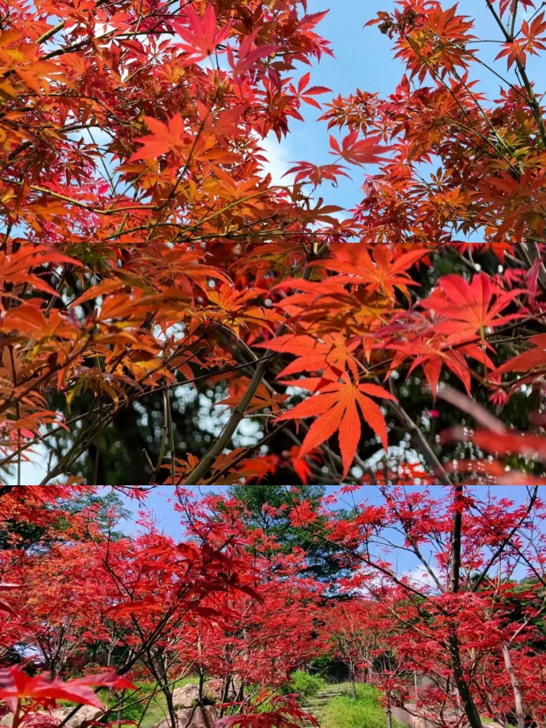 真的红了！广州市区枫叶林红了🍁！
