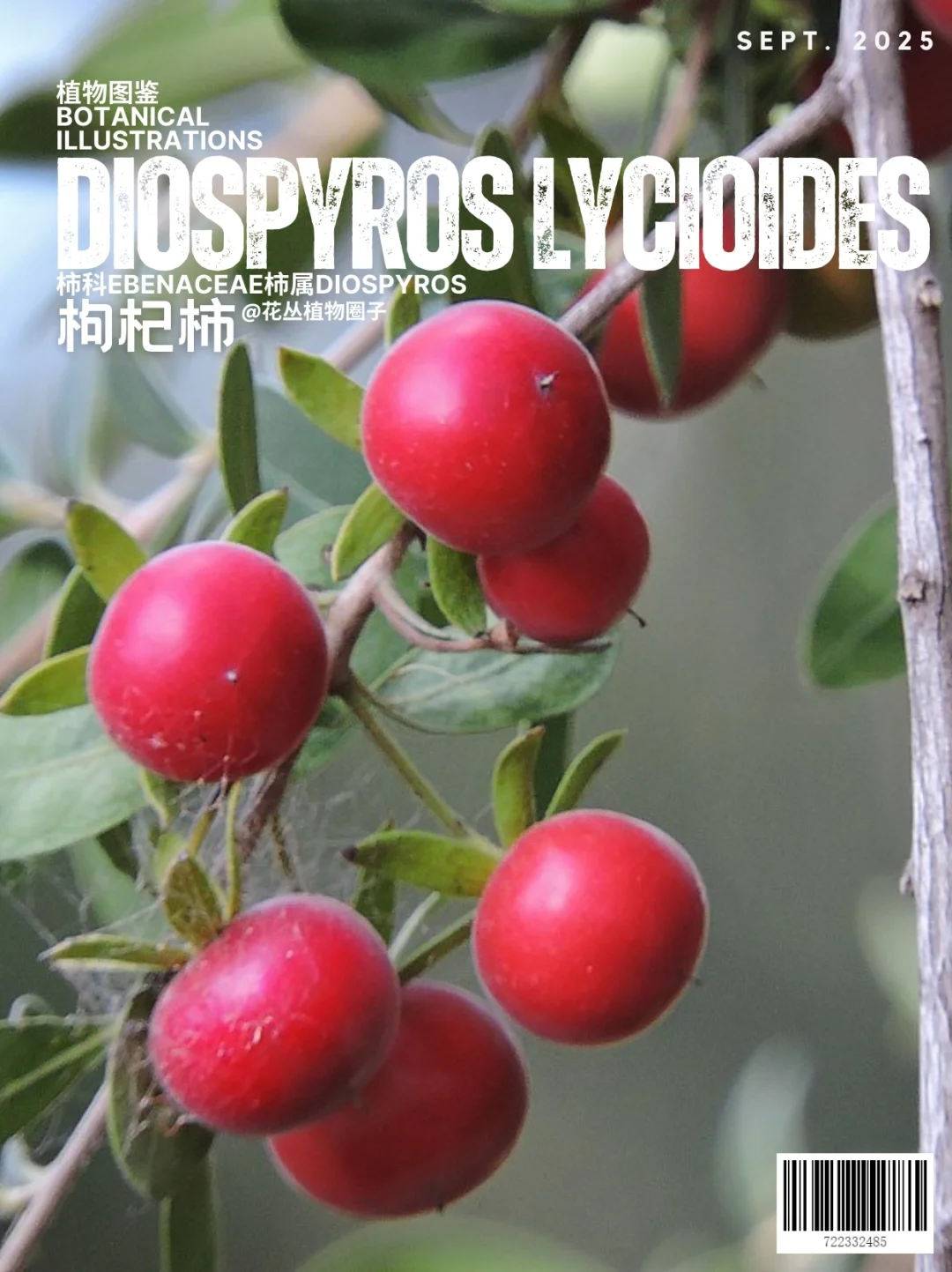 枸杞柿Diospyros lycioides