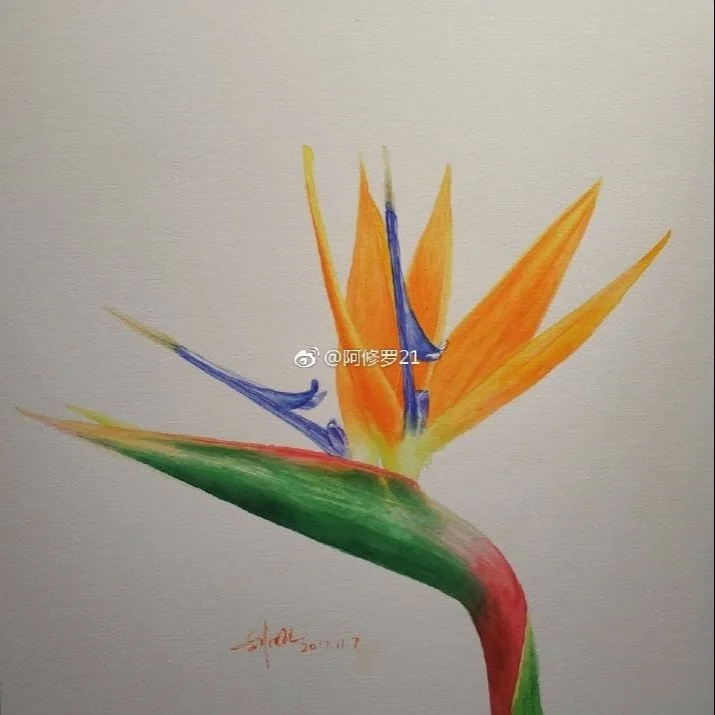 水彩，天堂鸟。 宝虹+美捷乐。