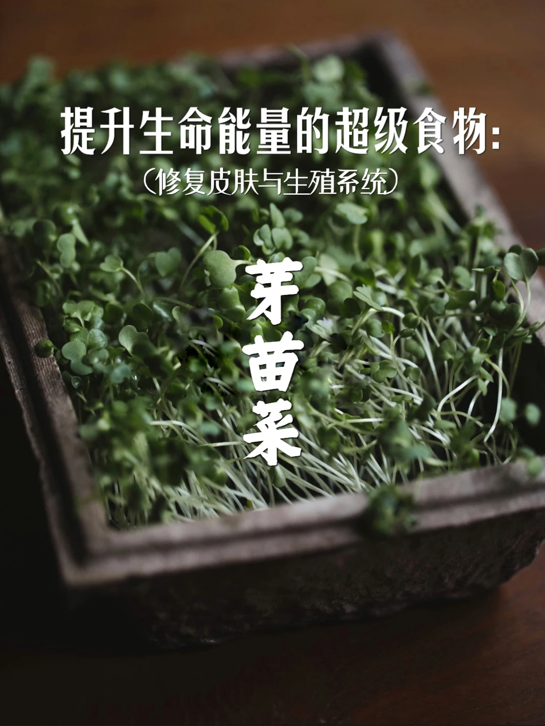 宇宙疗愈食物之：芽菜（崇高益生菌来源）