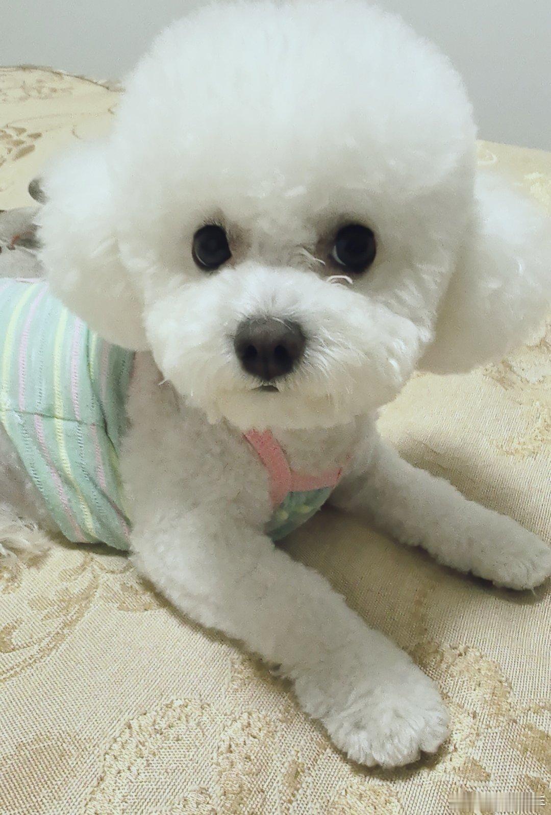 小狗能有什么坏心思[doge][doge]，想要吃罐罐而已[色] ​​​