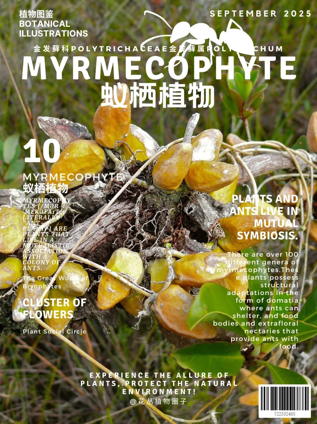 蚁栖植物Myrmecophyte