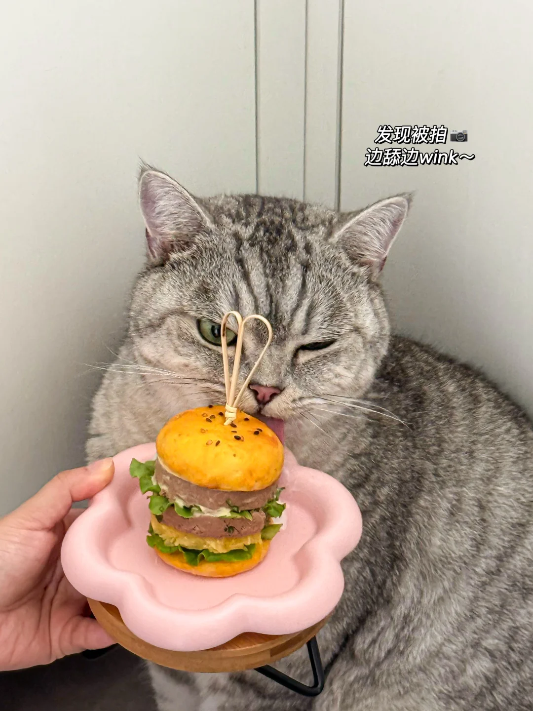 🍔原来猫咪也爱吃鹅肝酱汉堡‼️在家轻松get
