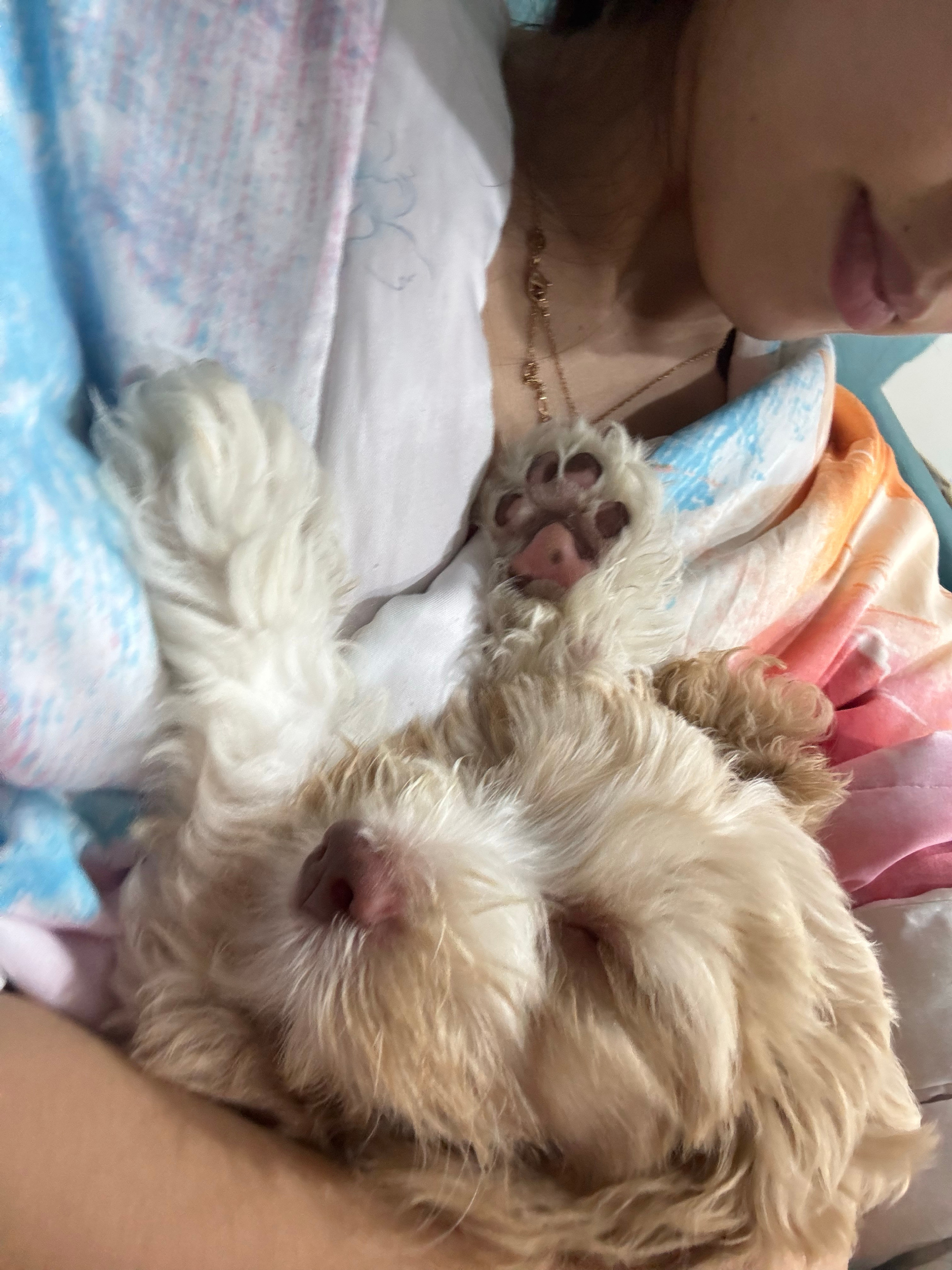 跟姐姐一起吃了榴莲和炸鸡 （破冰中）小卢卡今天狗生第一次坐了小狗车去s...