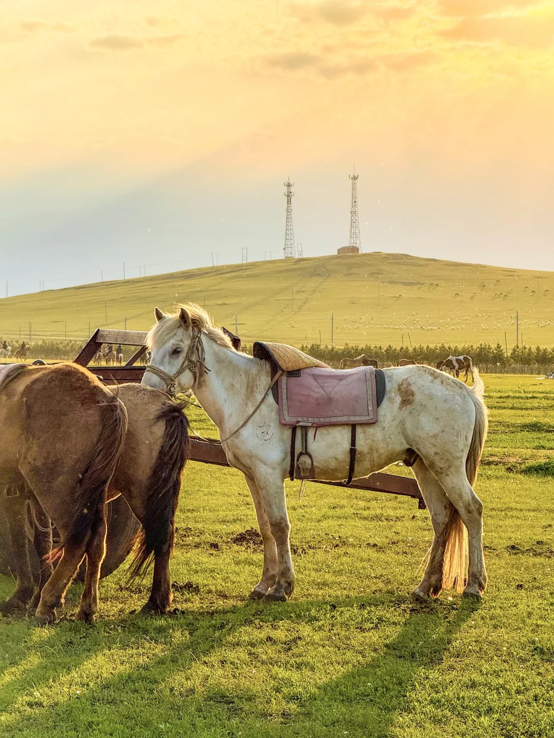 呼伦贝尔后劲太大了😭哭着发出18张live….