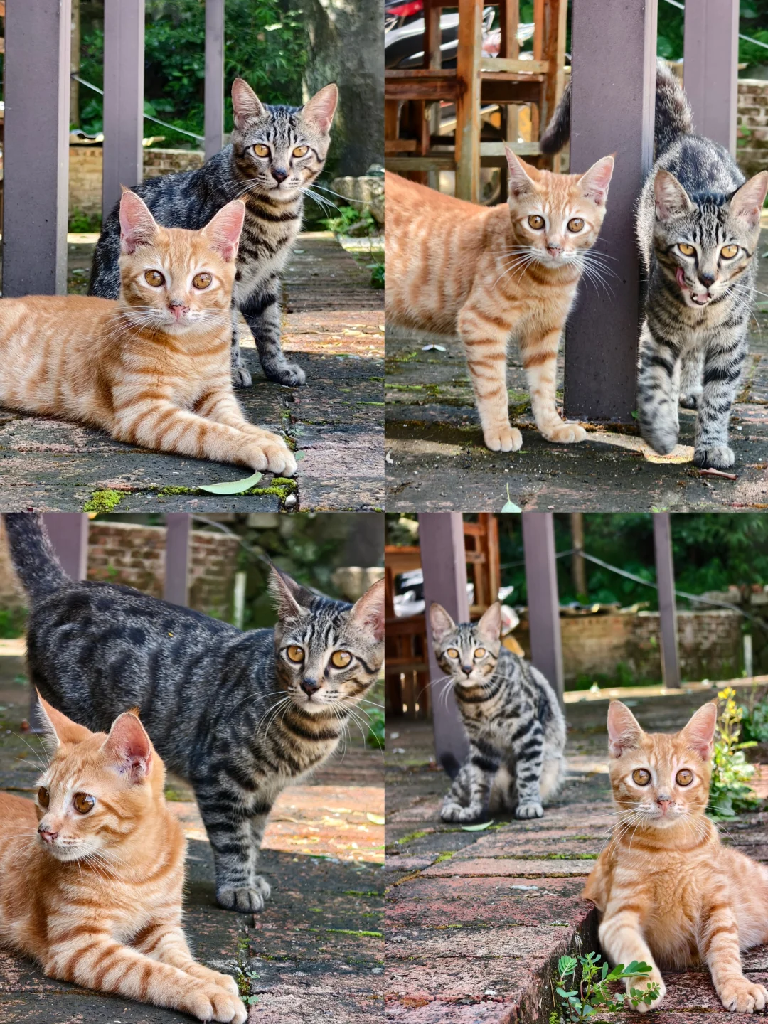橘猫和狸猫神同步