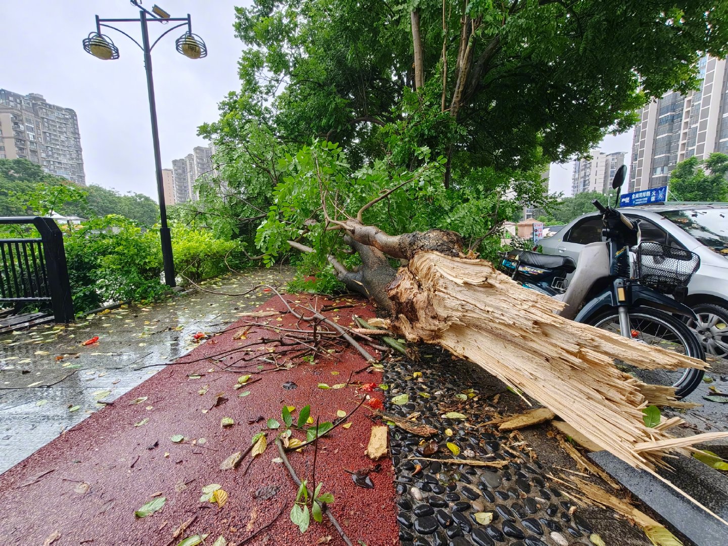 #气象在现场#受台风“沙德尔”影响，9月3日福建省漳州市平和县出现明显大风、强降水天气，导致多处道路树木倒伏、车辆被砸。县气象局全员在岗，与应急、水利等部门联合会商，落实“1262”递进式预警联动机制，助力全县转移避险群众2917人。#台风沙德尔不仅复活还登陆了#（图/文 卢达鹏 林晨妍） ​