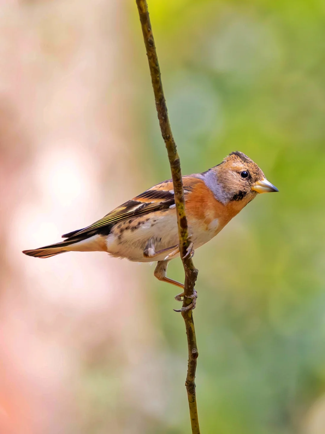 小小燕雀春天又来相见！