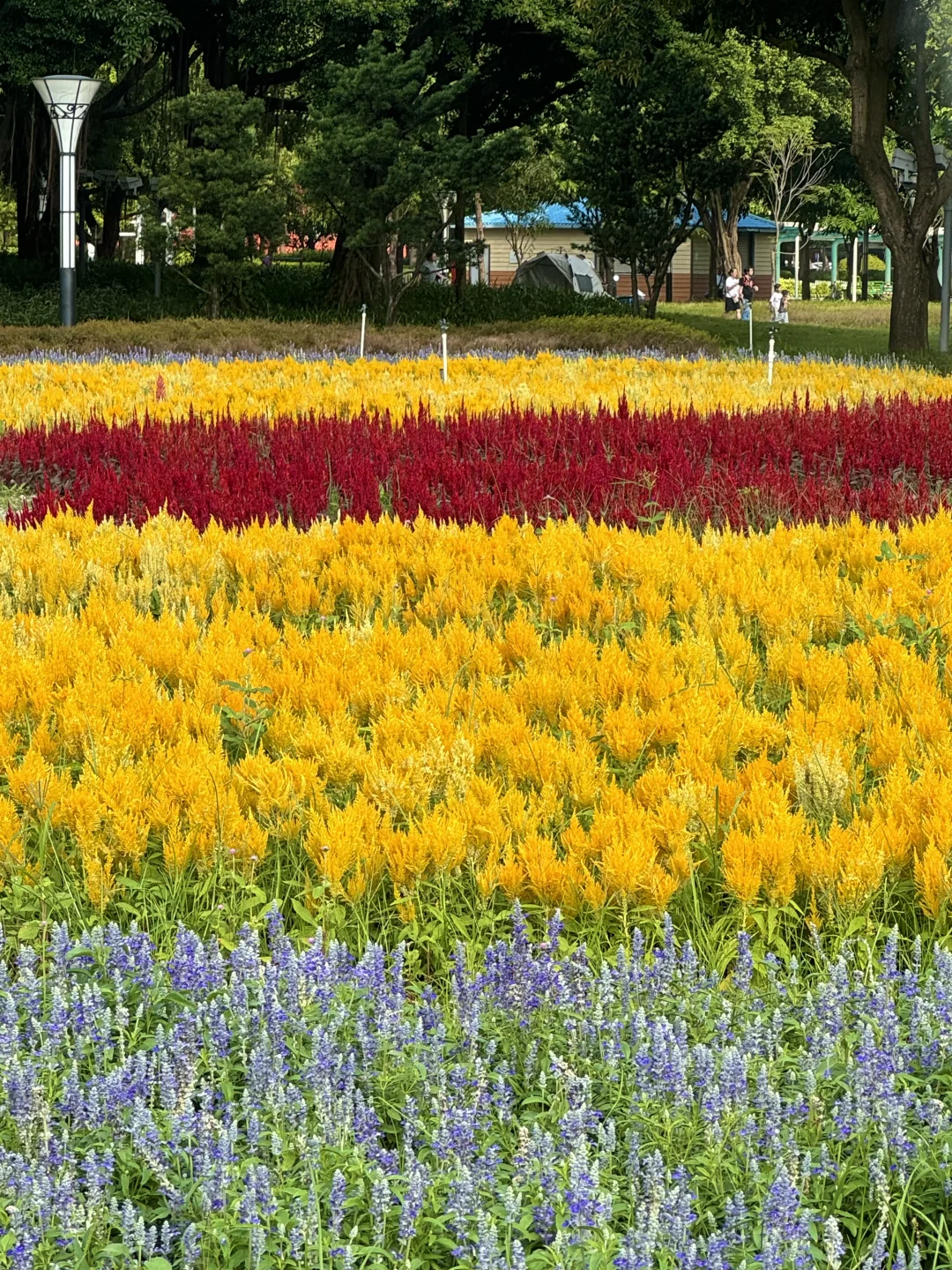 10.17实拍live图🌸佛山的秋日莫奈花园‼️