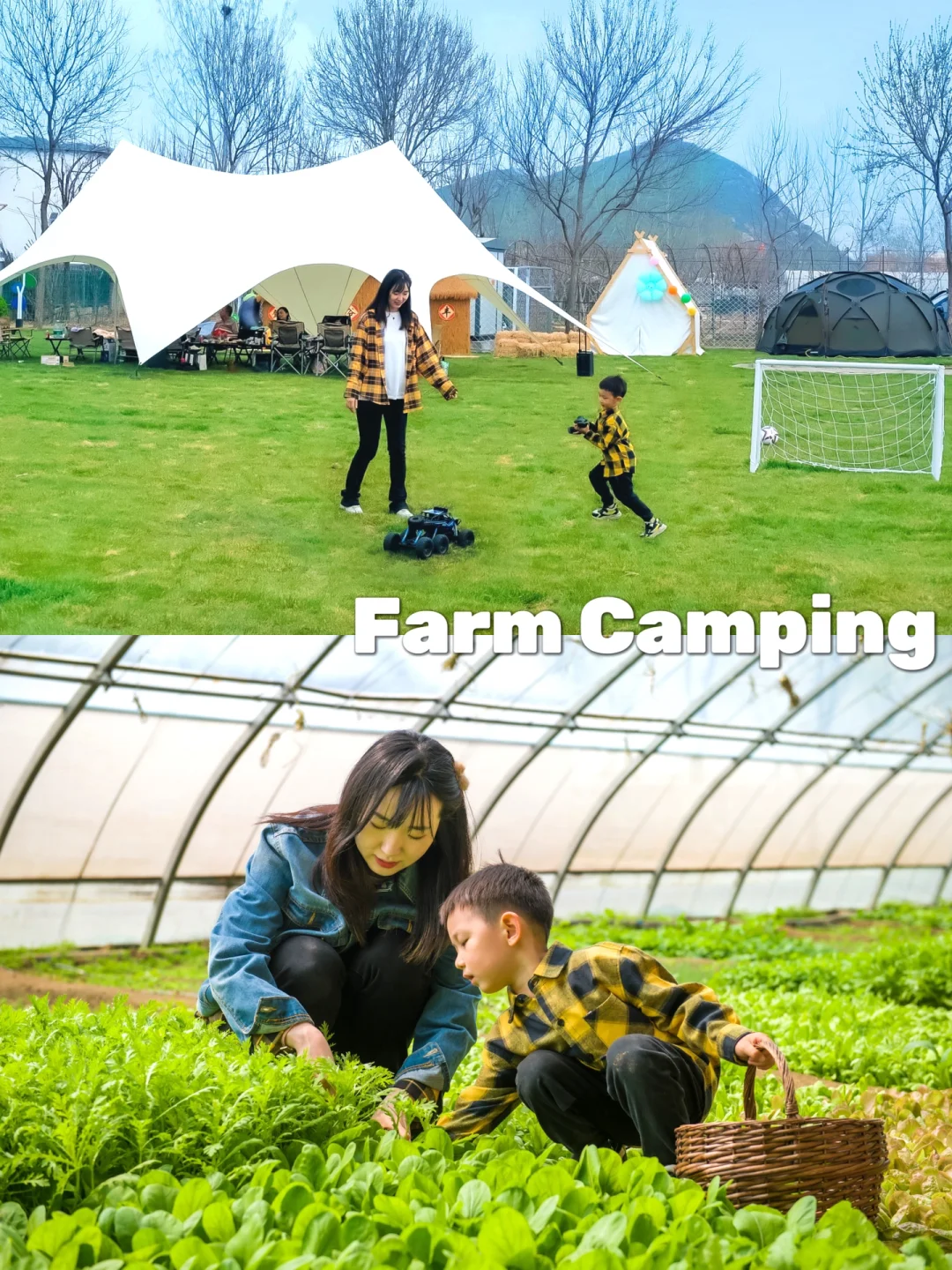京郊1h农场露营⛺️采摘有机蔬菜🥬直接涮火锅