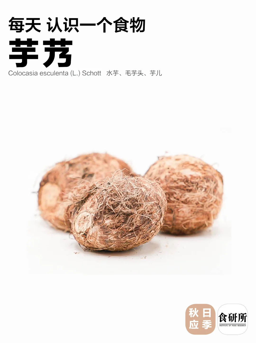 芋艿一到秋冬就是顶流~