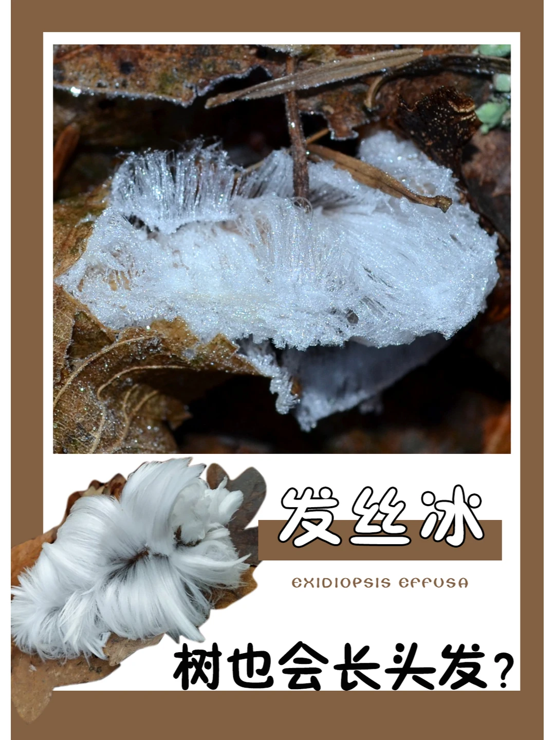 真的是神奇的大自然~