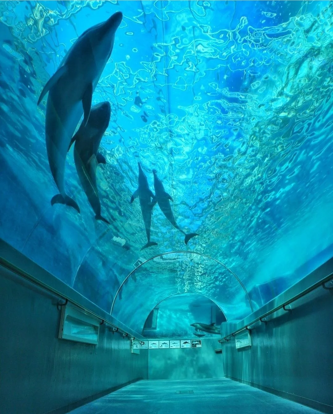 日本和歌山|伟岸的鲸就在触手可及的地方