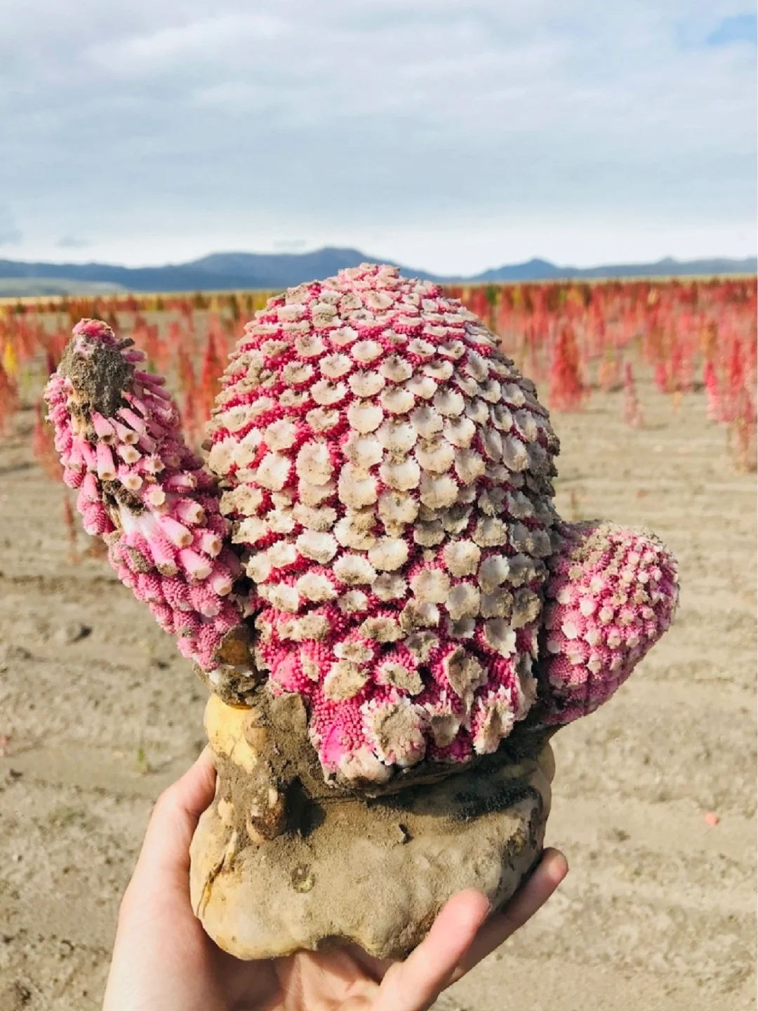寄生植物浆果～环蕊蛇菰Ombrophytum