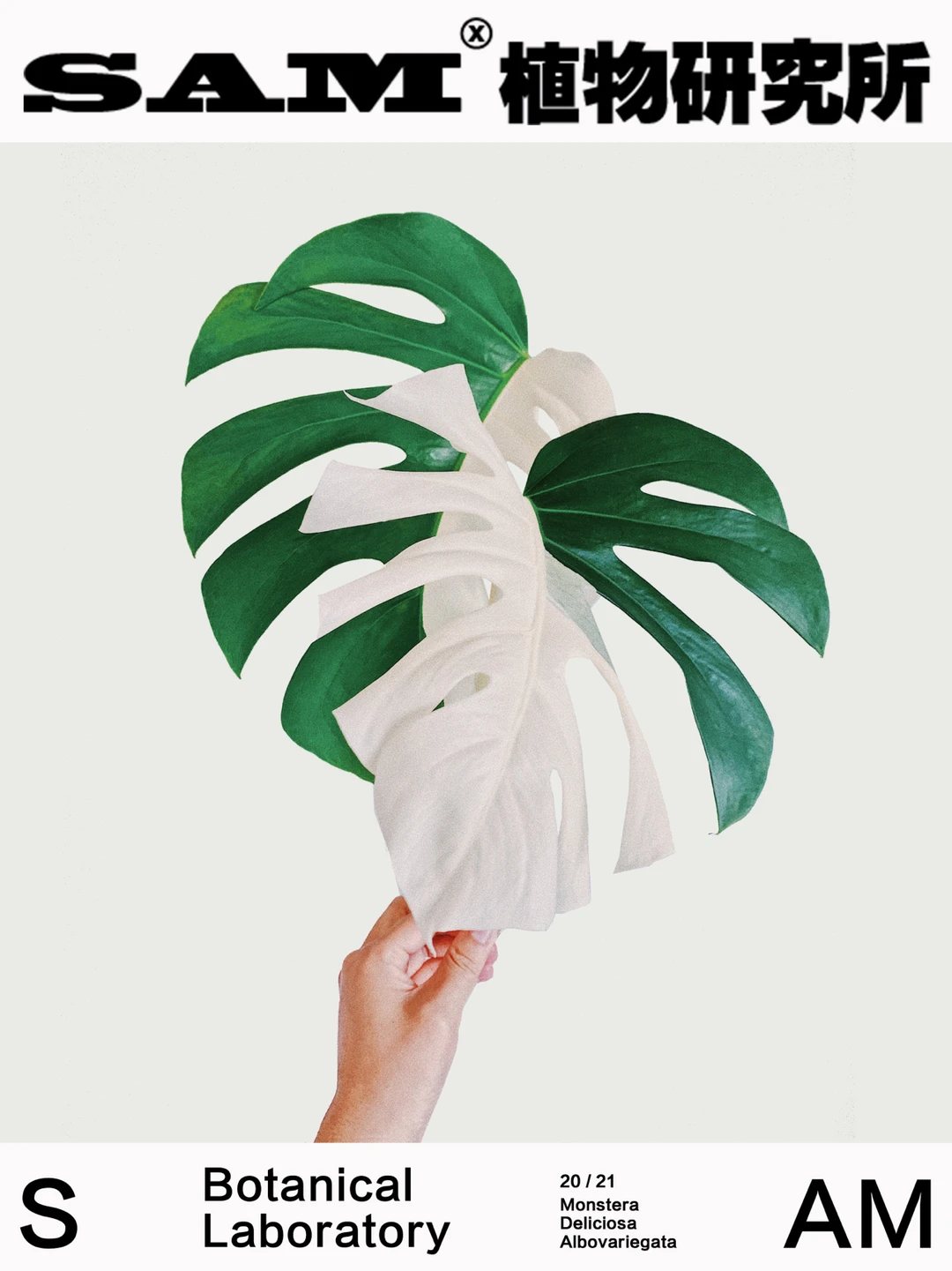 白锦龟背竹｜Monstera Deliciosa Variegata