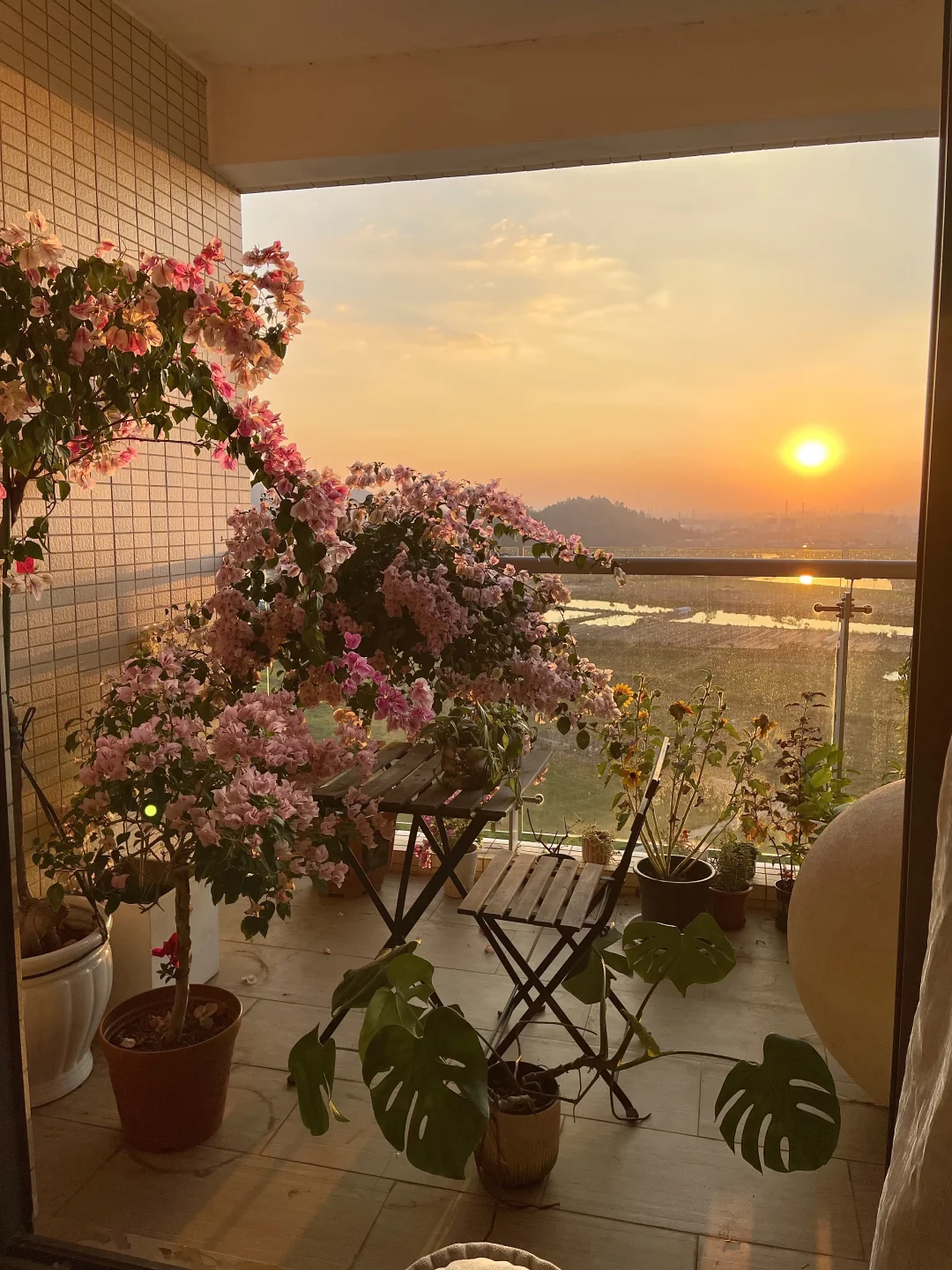 阳台种花真的很治愈🌸